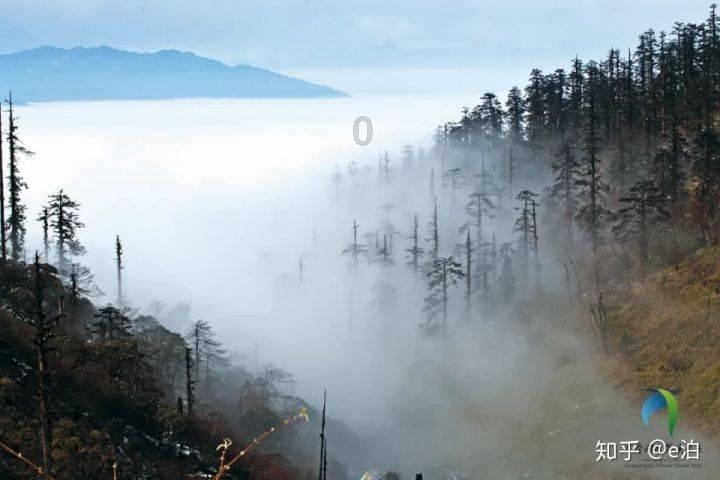 春雨直播app